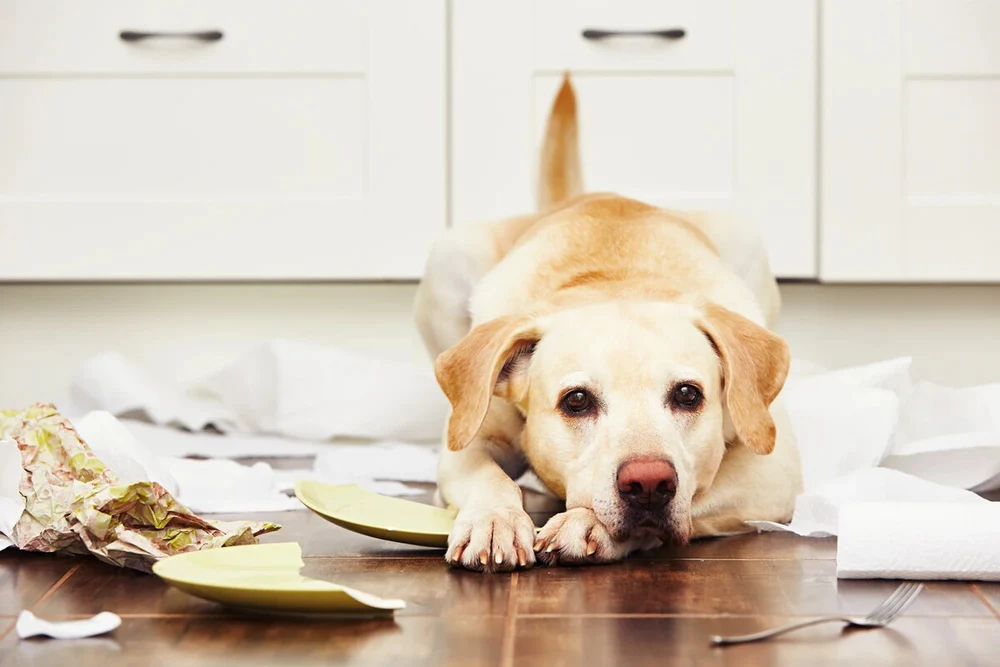 The Systemic Side of Canine Vomiting